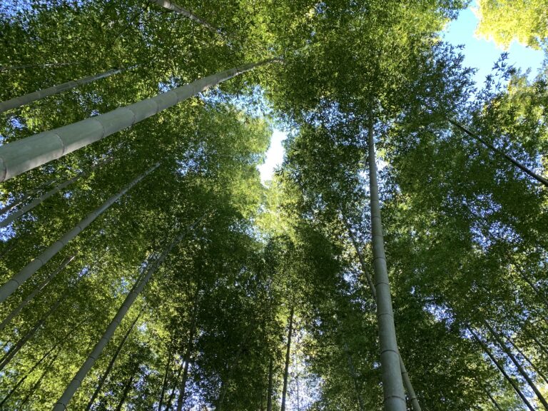 Lv.31 若竹の杜(栃木観光編)